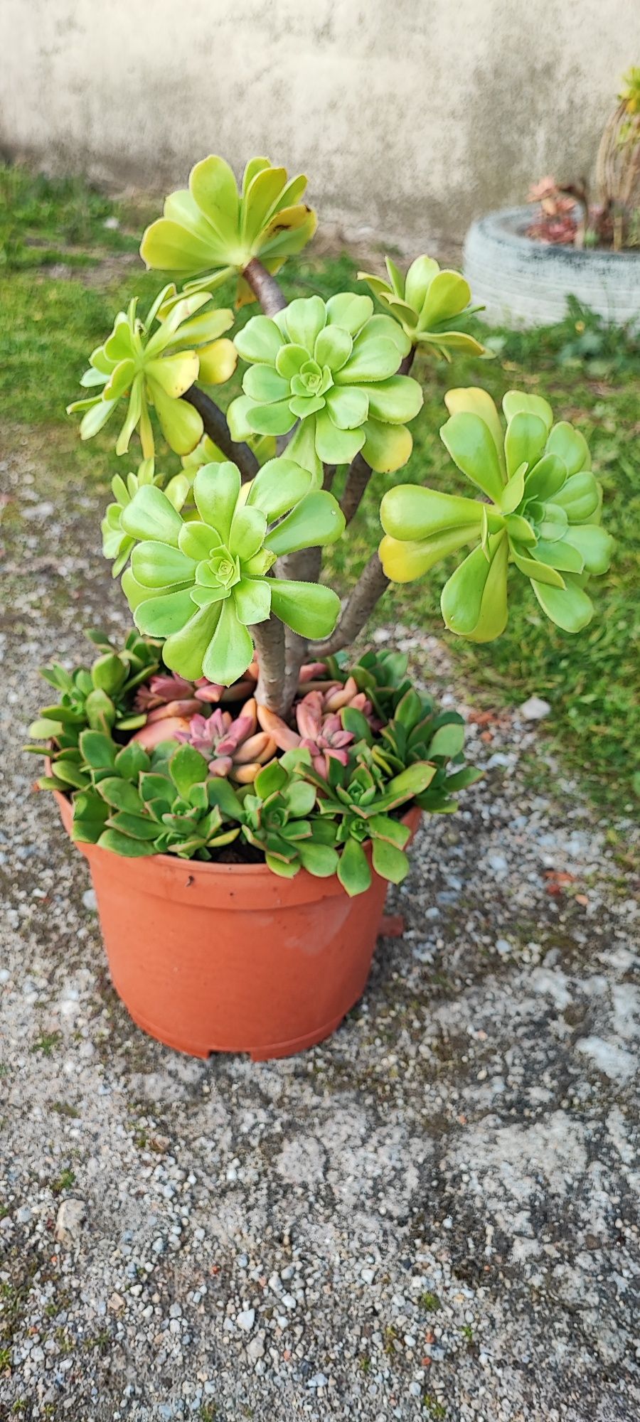 Planta suculenta