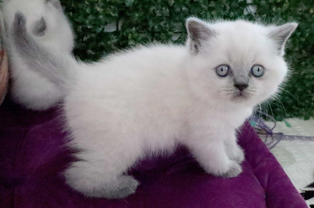 Gatinho Scottish Straight shorthair blue point
