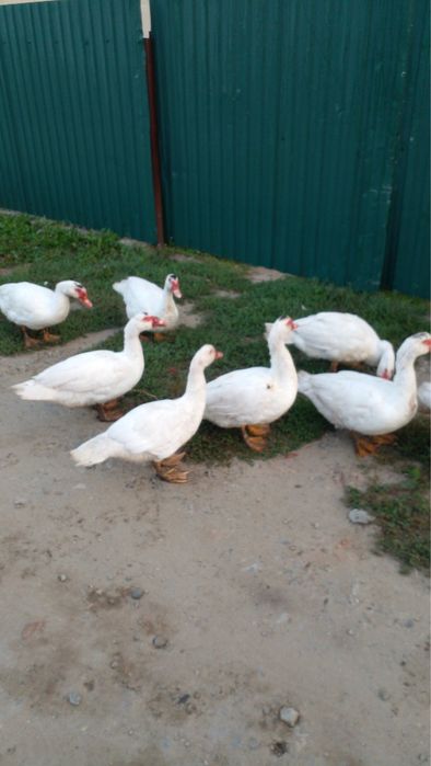 Продаємо на племʼя молодих мускусних качурів та  качечок важкої лініі