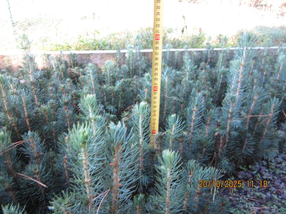 Sosna himalajska rumelijska sadzonki PASZPORT