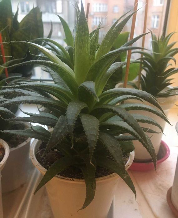 Хавортія .Рослини різного розміру і ціни.