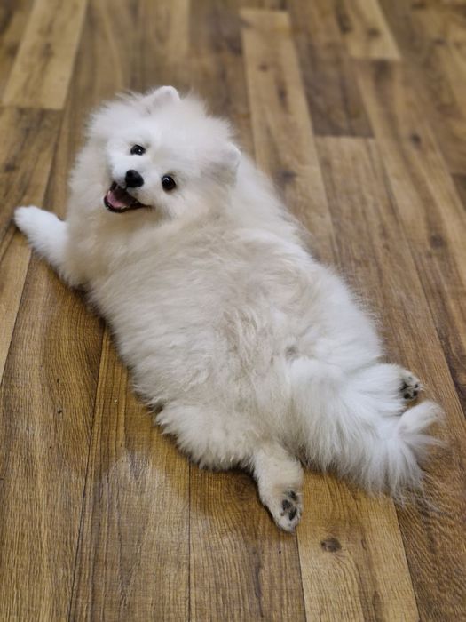 Померанский шпиц мальчик