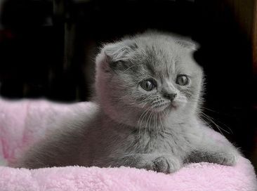 Scottish fold menina