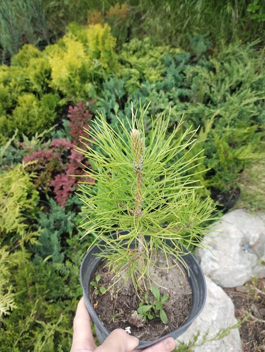 Сосна Кримська, чорна Австрійська, гірська та інші