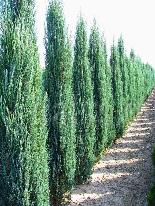 Саджанці ялівець Блю Ерроу, саженцы можжевельник Блю Ерроу, Blue Arrow