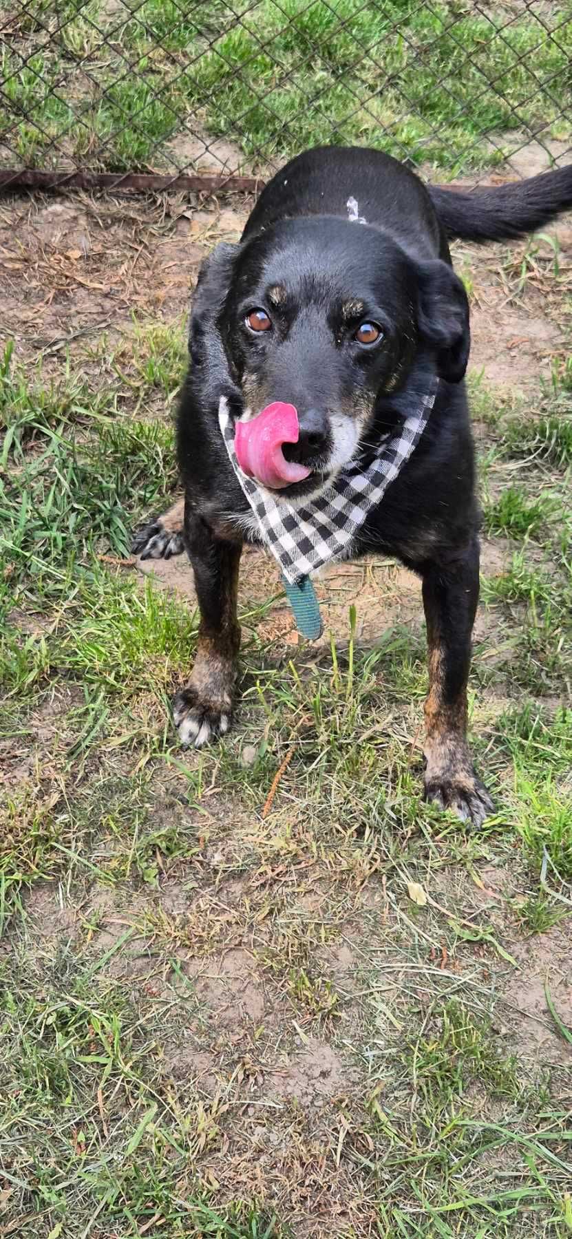 Piesek około 7 lat