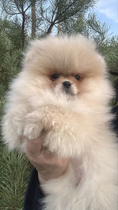 Померанський шпіц дівчинка