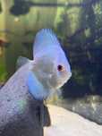 Discus Blue Diamond 6-7cm - Grade A