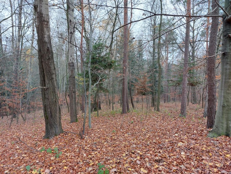 Las mieszany 31 arów