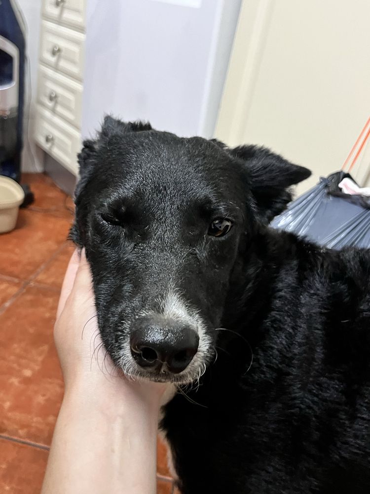 Cadelinha jovem para adoção