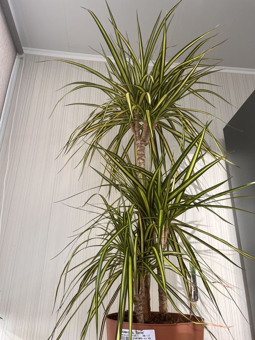 Драцена санрайз шлюмберга фікус сансевієрія маранта і