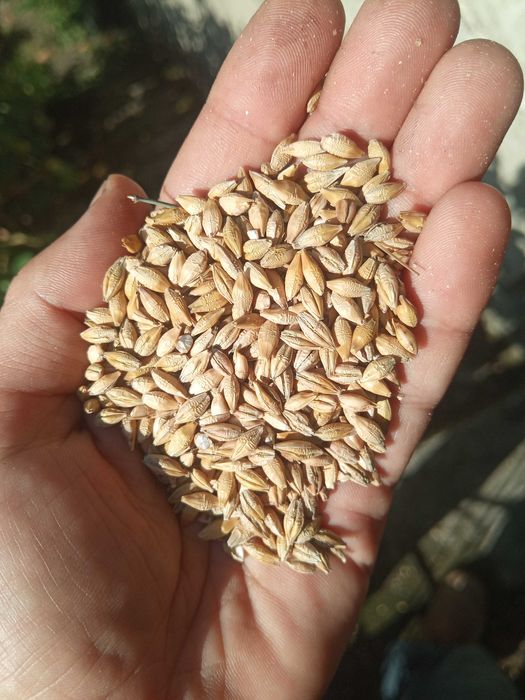 Jęczmień jary Trofeum