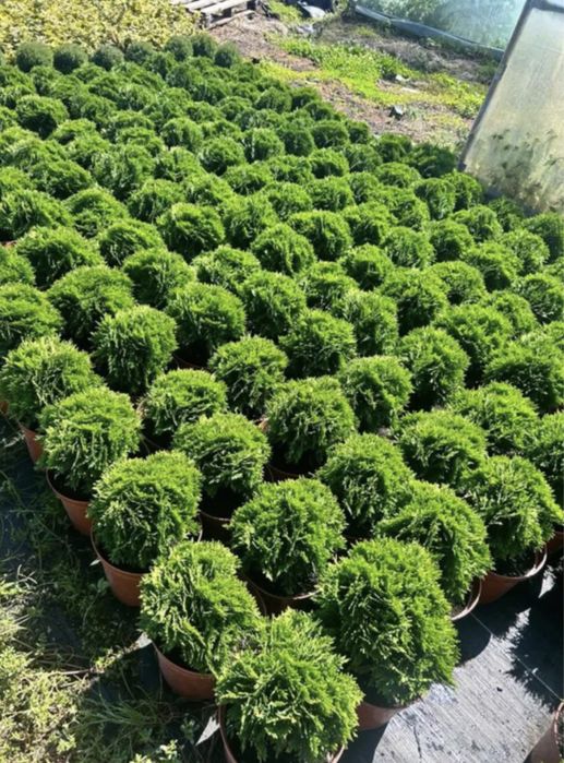 Туя Кула Даніка 20-40см в діаметрі