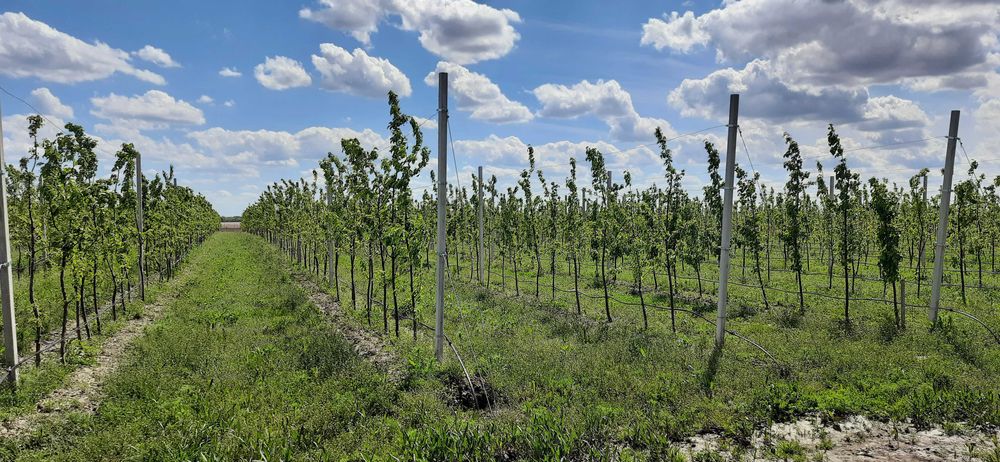 Cтовпчики для садівництва 2,5м, 3м, 3,5 м, 4,5 м, доставка