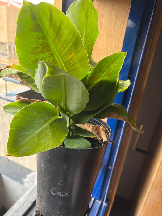 Vendo bananeiras