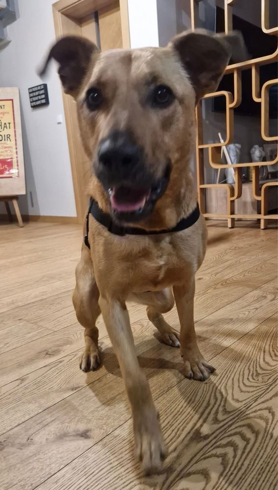 Ruda Fiolka -średniej wielkości, super suczka do adopcji