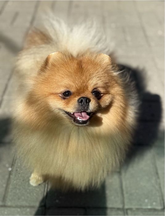 Неймовірний хлопчик померанського шпіца