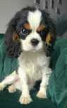 Cavalier King Charles Spaniel mini