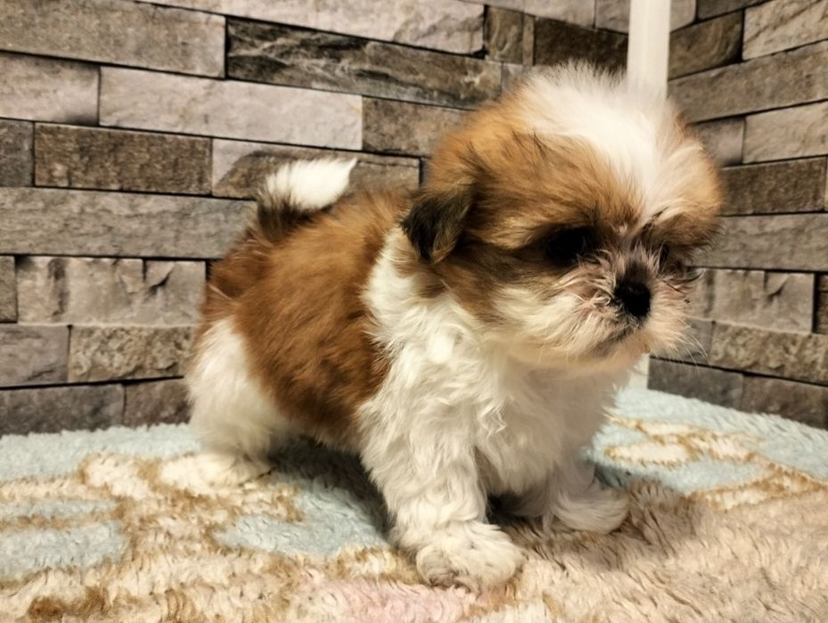 Piękny piesek shih-tzu miniaturka