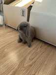 Króliczek mini lop do adopcji