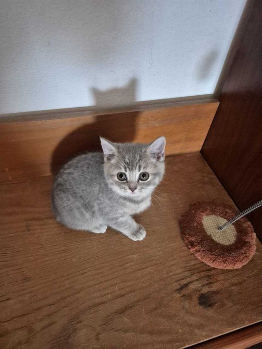 Gatinho "Scotish Straight"