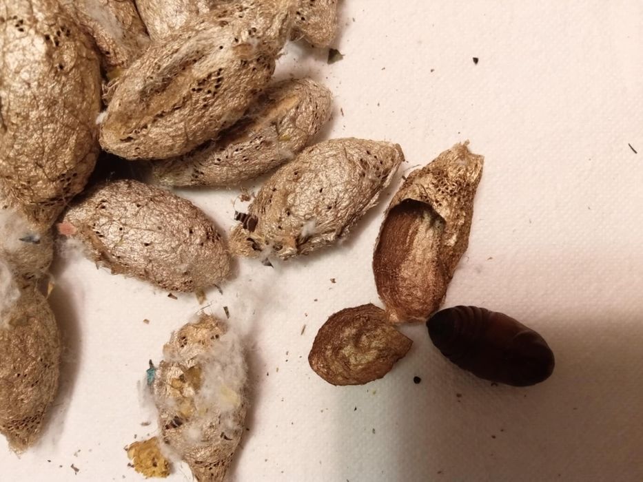 Argema mimosae poczwarka ćmy +inne gatunki