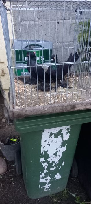 Sprzedam parę gołębi