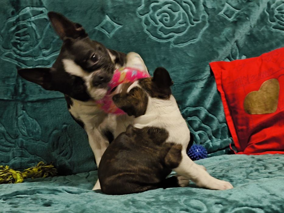 Boston Terrier śliczna suczka ZKwP/FCI