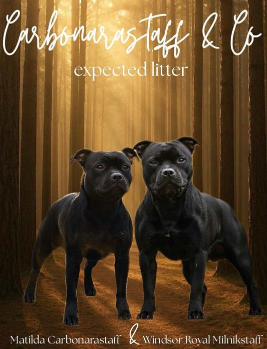 Staffordshire bull terrier staffik sbt zapowiedź