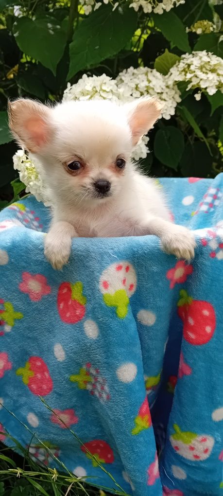 Chihuahua suczka długowłosa