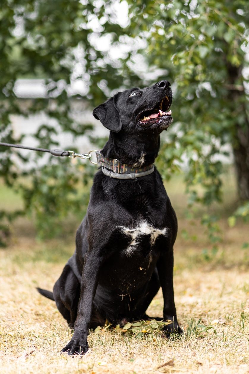 Rico - pięknooki, wyjątkowy psiak do adopcji