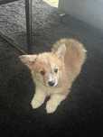 Szczeniaczek suczka Corgi