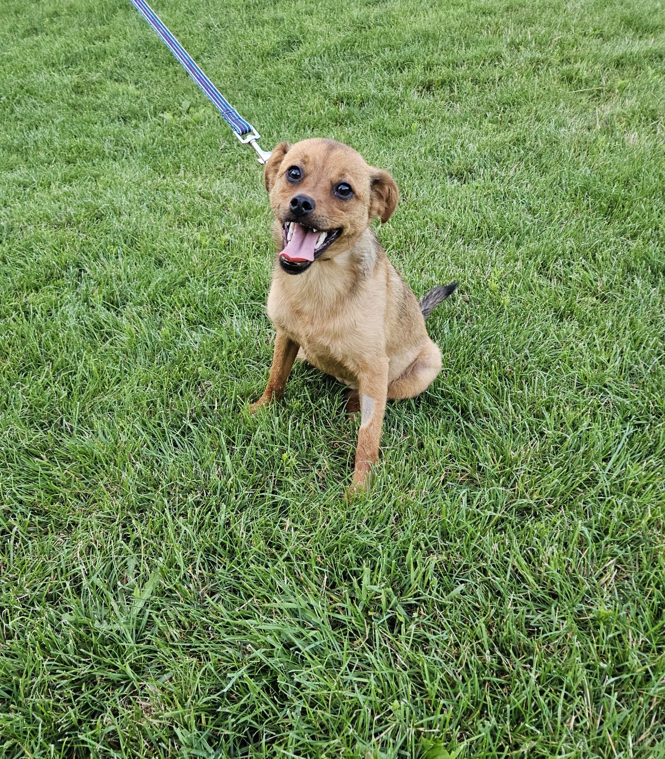 Giulia, cudowna młoda suczka do adopcji, pies, suka, adoptuj