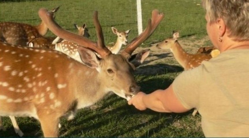 Sprzedam daniele, jelenie sika, byki, łanie