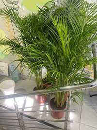Дипсис пальма 140 см