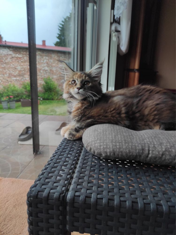 Kotka maine coon