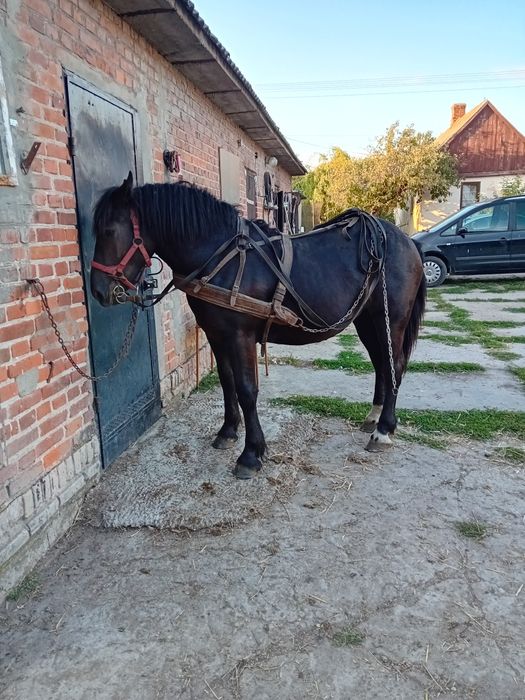 Konie (Klaczka 16 miesięcy)