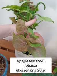 Syngonium neon robusta sadzonka ukorzeniona