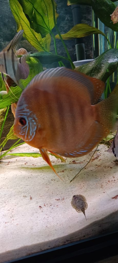 Paletki Brown para