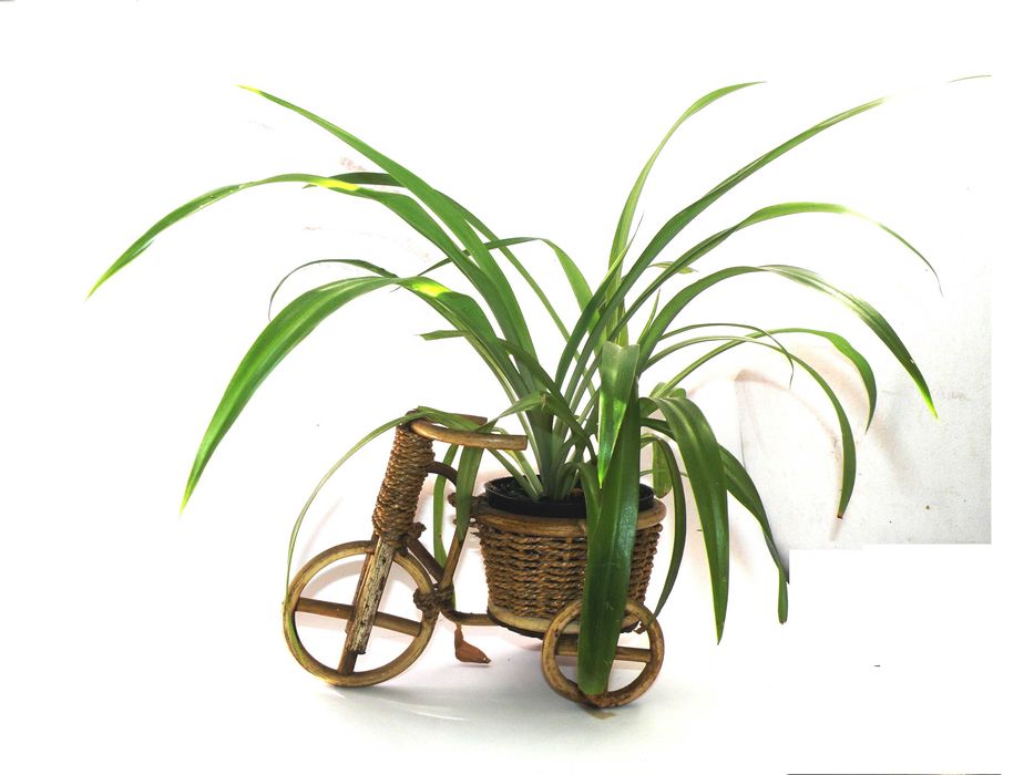 Хлорофітум з цікавим вазоном