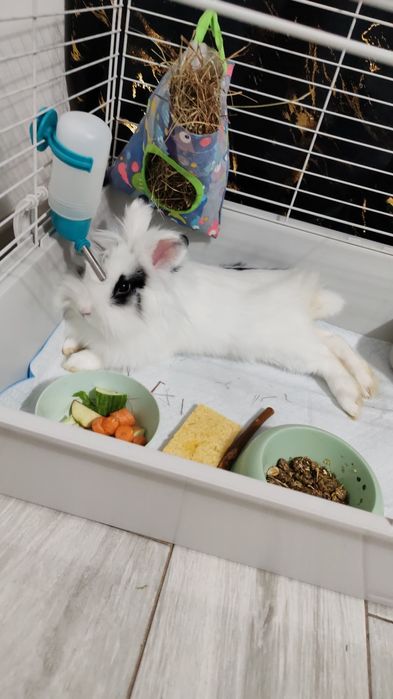 Oddam królika miniaturkę