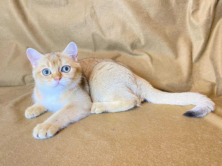 Продаж котят проди Шотландська висловуха