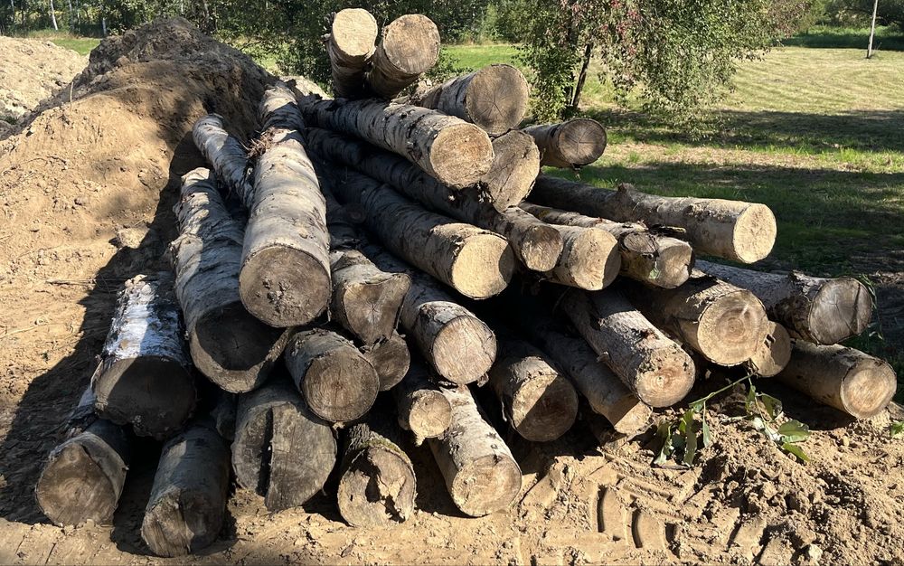 Topola drewno drzewo kawalki 5 metrów