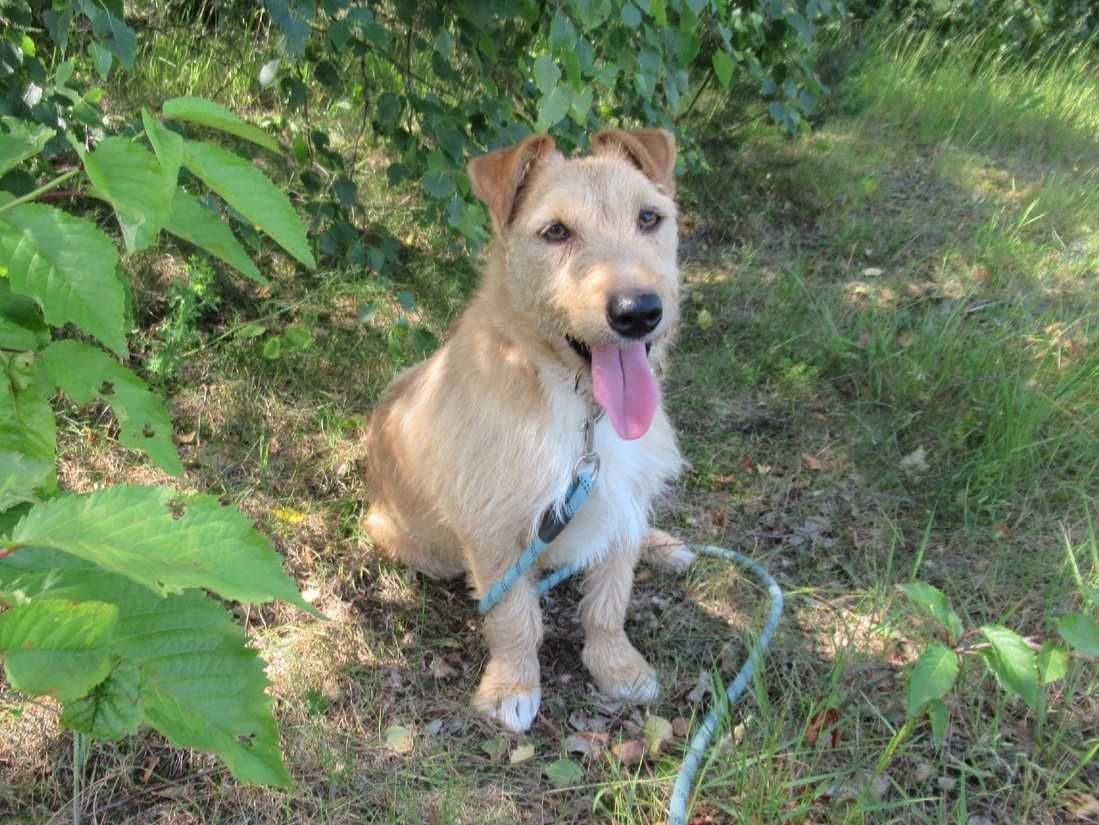 Mały, delikatny KREMUŚ szuka domu !! Do adopcji !!