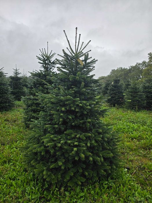 Wyjątkowe jodły kaukaskie z najlepszych plantacji  z Danii klasa PRIMA