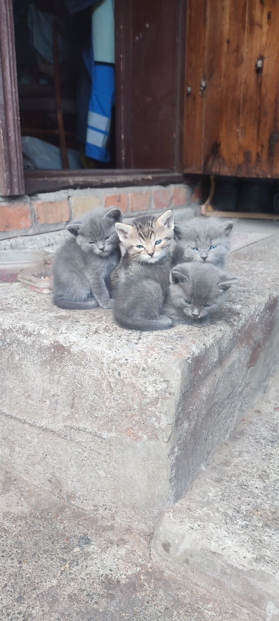 Продам кошенят британців
