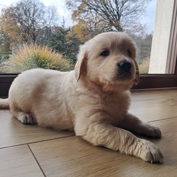 Golden retriever-rezerwacja