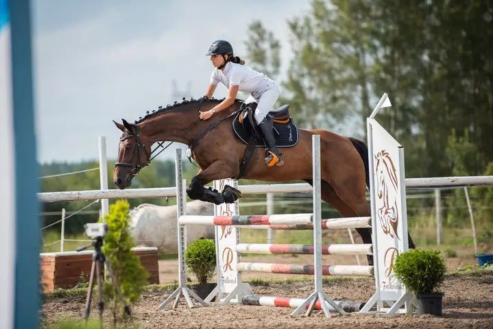 Klacz do hodowli/koń profesor