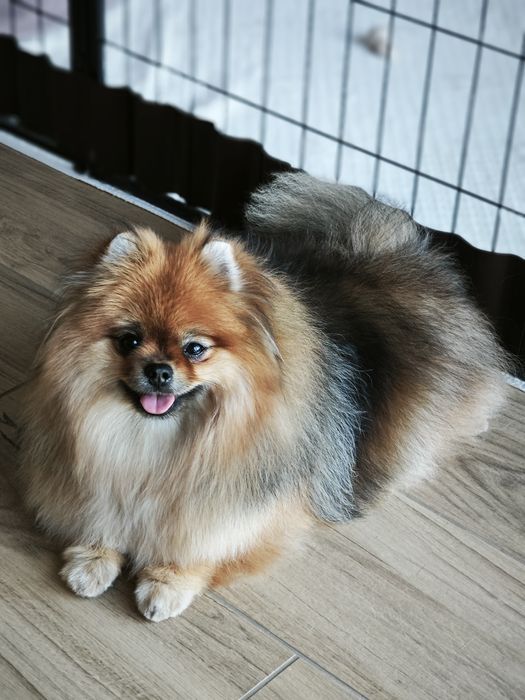 Szpic miniaturowy Pomeranian FCI
