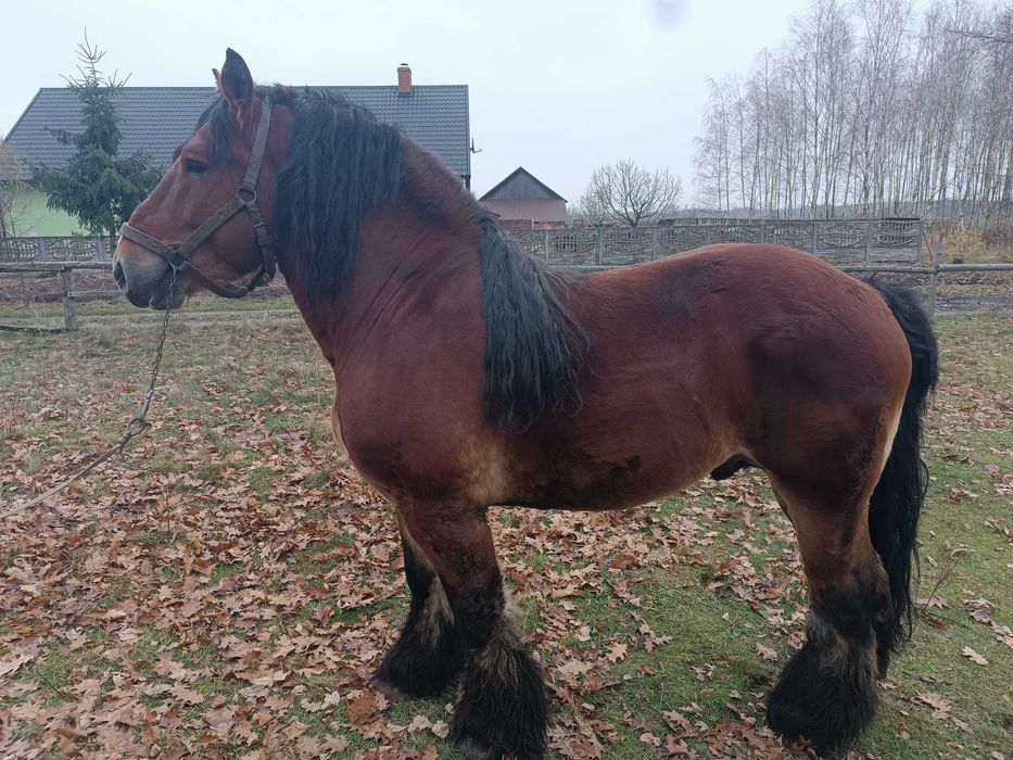 Zamienię ogiera zimnokrwistego